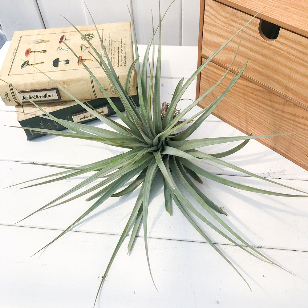 PLANCHU エアプランツ ティランジア ファシクラータ コンパクタ 1株 W30×H18cm前後 育て方説明書付き Tillandsia fasciculata ‘Compacta’ エアープランツ チランジア