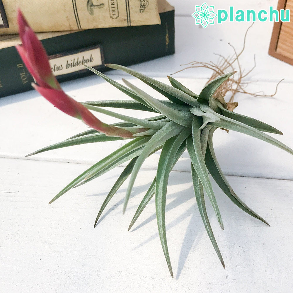 PLANCHU エアプランツ ティランジア ベルメジョエンシス 1株 W6×H9cm前後 育て方説明書付き Tillandsia bermejoensis エアープランツ チランジア