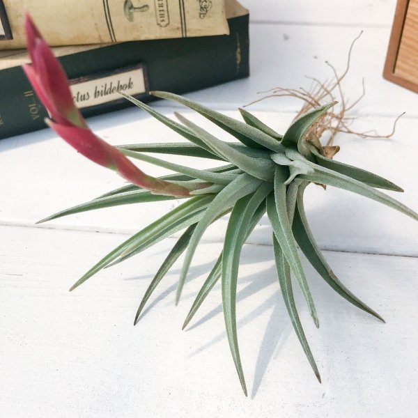 PLANCHU エアプランツ ティランジア ベルメジョエンシス 1株 育て方説明書付き Tillandsia bermejoensis エアープランツ チランジア