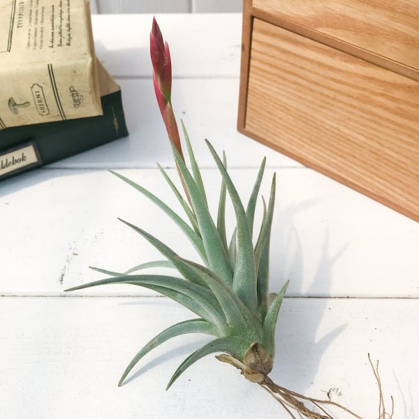 PLANCHU エアプランツ ティランジア ベルメジョエンシス 1株 育て方説明書付き Tillandsia bermejoensis エアープランツ チランジア