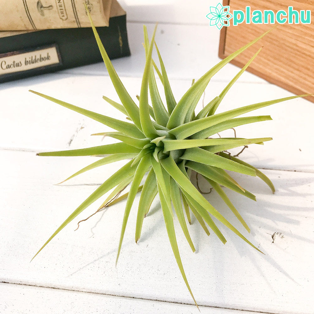 PLANCHU エアプランツ ティランジア イオナンタ マキシマ アルビノ Lサイズ 1株 W9×H10cm前後 育て方説明書付き Tillandsia ionantha var. maxima ‘Albino’ エアープランツ チランジア