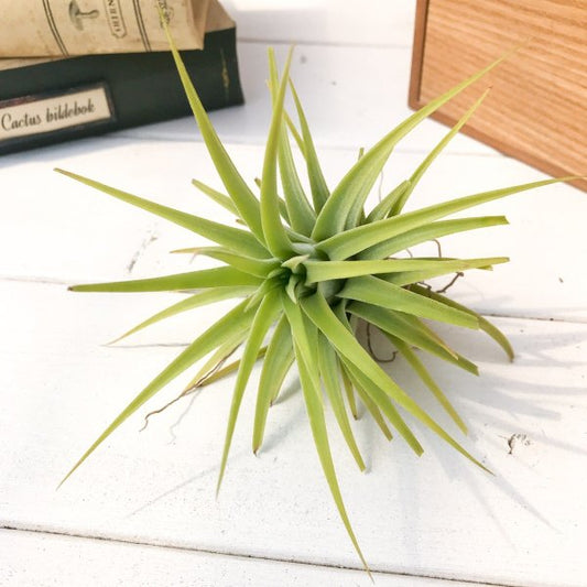 PLANCHU エアプランツ ティランジア イオナンタ マキシマ アルビノ Lサイズ 1株 W9×H10cm前後 育て方説明書付き Tillandsia ionantha var. maxima ‘Albino’ エアープランツ チランジア