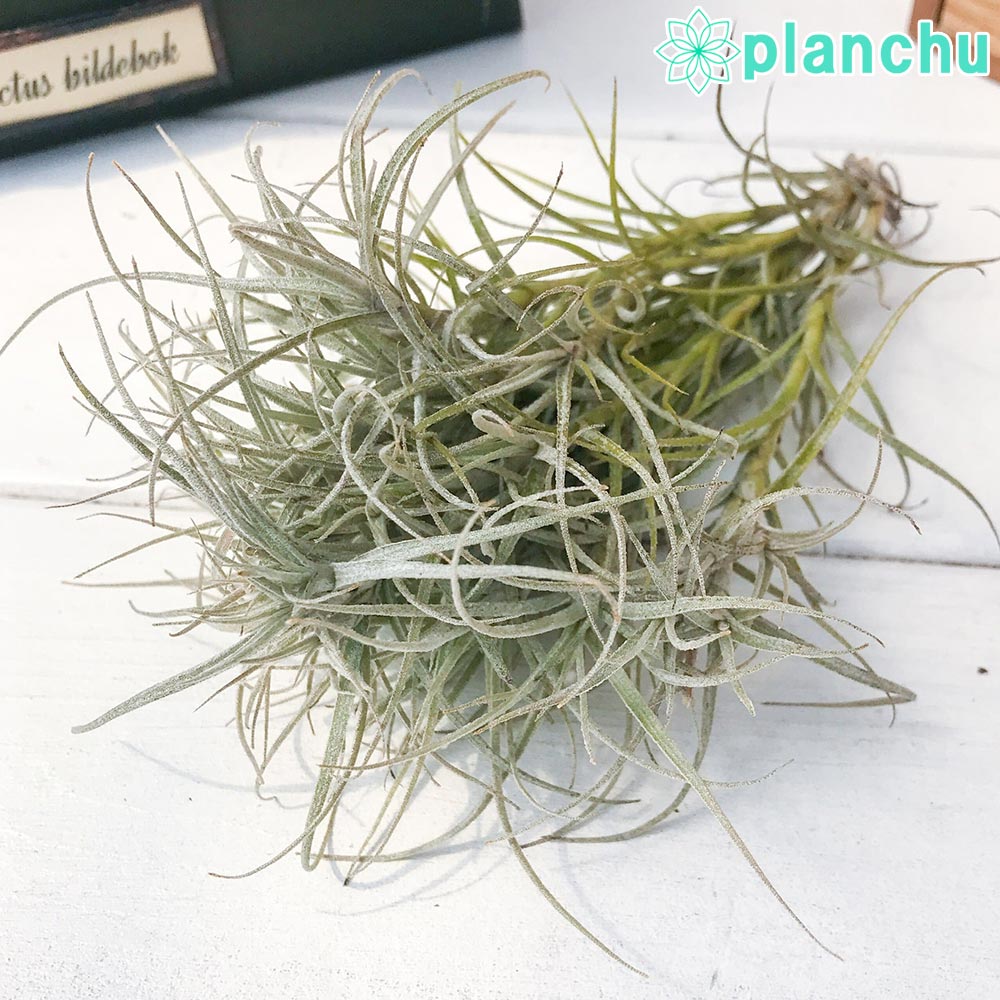 PLANCHU エアプランツ ティランジア マルコナエ 1株 W30×H20cm前後 育て方説明書付き Tillandsia marconae エアープランツ チランジア