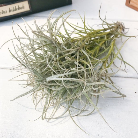 PLANCHU エアプランツ ティランジア マルコナエ 1株 W30×H20cm前後 育て方説明書付き Tillandsia marconae エアープランツ チランジア
