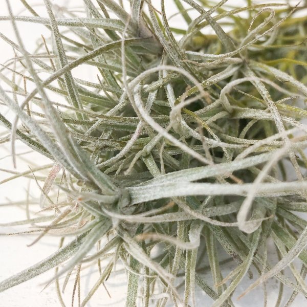 PLANCHU エアプランツ ティランジア マルコナエ 1株 育て方説明書付き Tillandsia marconae エアープランツ チランジア