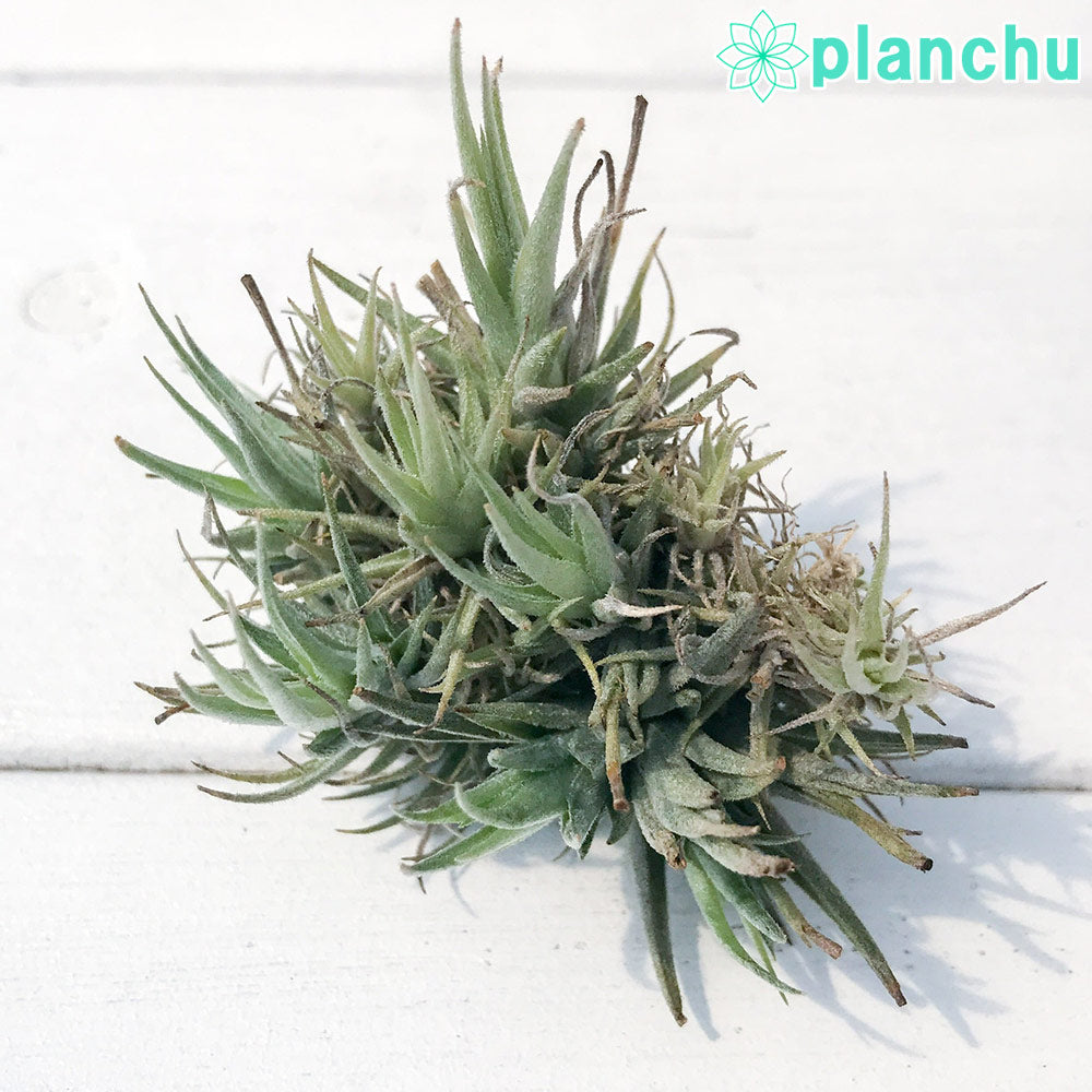 PLANCHU エアプランツ ティランジア ロリアセア クランプ 1株 W×Hcm前後 育て方説明書付き Tillandsia loliacea エアープランツ チランジア
