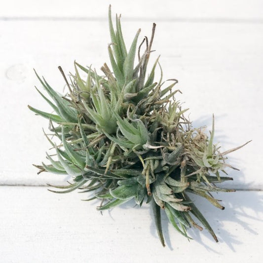 PLANCHU エアプランツ ティランジア ロリアセア クランプ 1株 W×Hcm前後 育て方説明書付き Tillandsia loliacea エアープランツ チランジア
