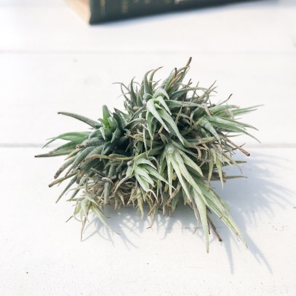 PLANCHU エアプランツ ティランジア ロリアセア クランプ 1株 育て方説明書付き Tillandsia loliacea エアープランツ チランジア