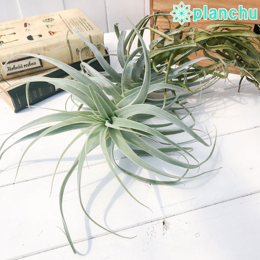 PLANCHU エアプランツ ティランジア ストラミネア トールホワイト 1株 W30×H25cm前後 育て方説明書付き Tillandsia straminea ‘Tall White’ エアープランツ チランジア