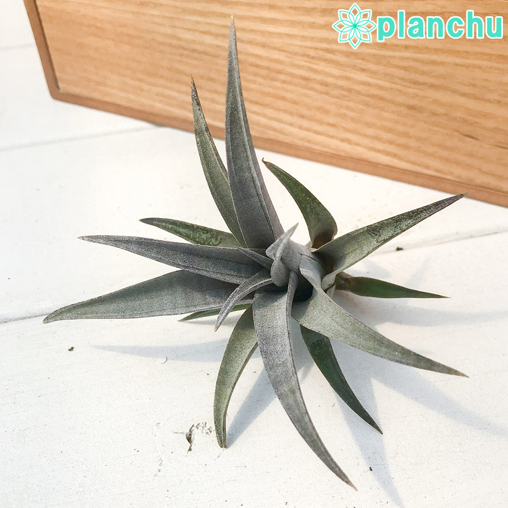 PLANCHU エアプランツ ティランジア ヒルダエ 1株 W10×H6cm前後 育て方説明書付き Tillandsia hildae エアープランツ チランジア