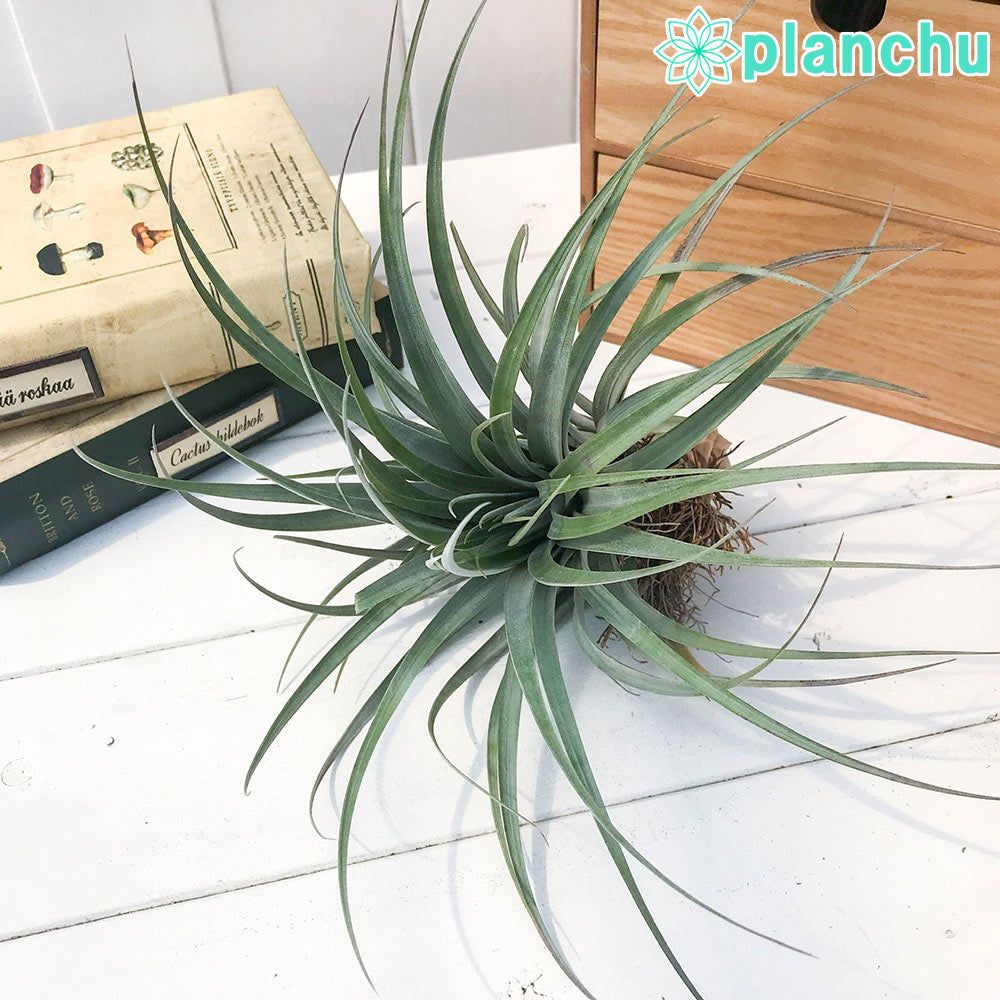 PLANCHU エアプランツ ティランジア ファシクラータ ゴールデンドワーフ 1株 W30×H22cm前後 育て方説明書付き Tillandsia fasciculata ‘Golden Dwarf’ エアープランツ チランジア