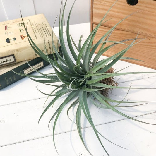 PLANCHU エアプランツ ティランジア ファシクラータ ゴールデンドワーフ 1株 育て方説明書付き Tillandsia fasciculata ‘Golden Dwarf’ エアープランツ チランジア