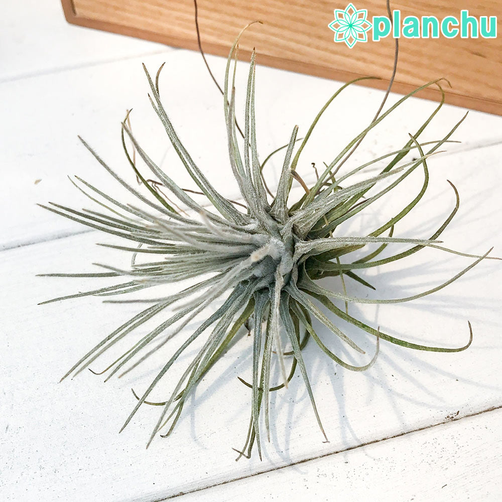 PLANCHU エアプランツ ティランジア プルモーサ 1株 W12×H9cm前後 育て方説明書付き Tillandsia plumosa エアープランツ チランジア