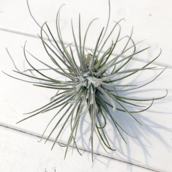 PLANCHU エアプランツ ティランジア プルモーサ 1株 育て方説明書付き Tillandsia plumosa エアープランツ チランジア