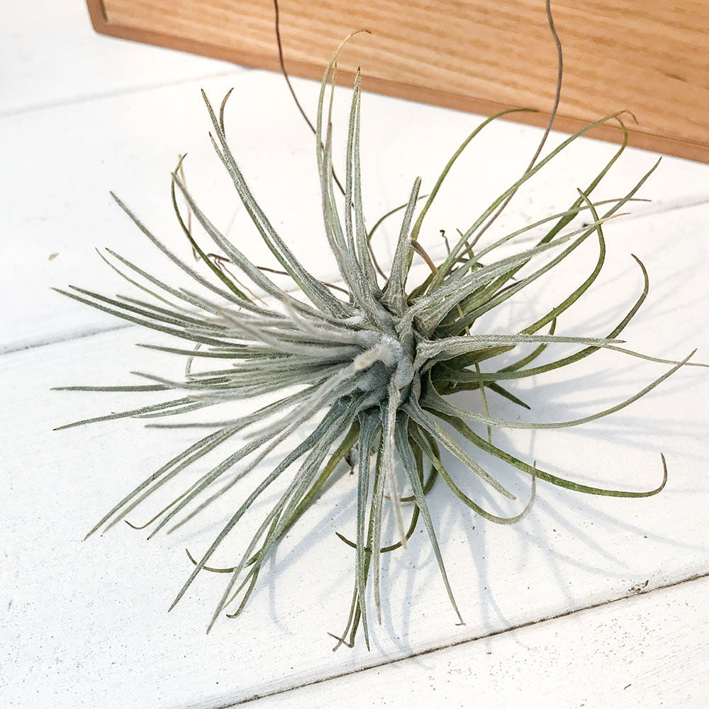 PLANCHU エアプランツ ティランジア プルモーサ 1株 W12×H9cm前後 育て方説明書付き Tillandsia plumosa エアープランツ チランジア