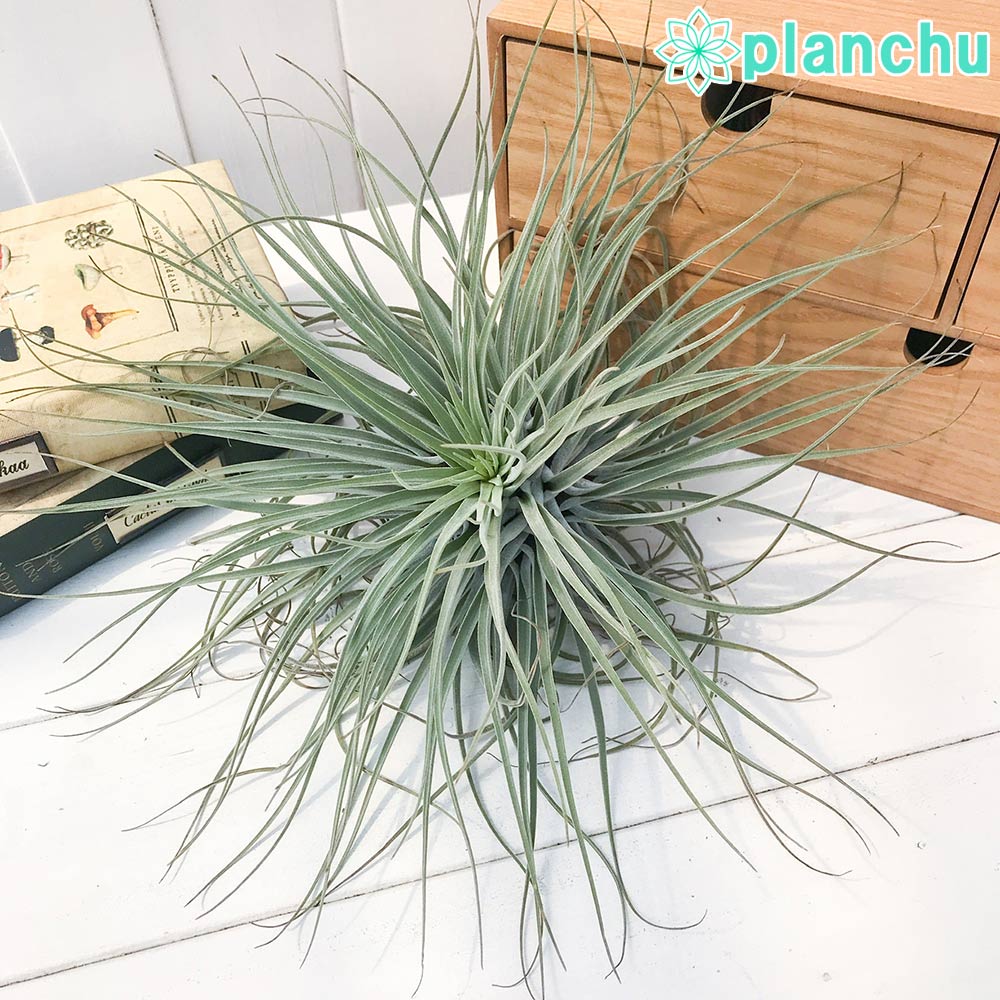 PLANCHU エアプランツ ティランジア ベリッキアーナ XLサイズ 1株 W25×H30cm前後 育て方説明書付き Tillandsia velickiana エアープランツ チランジア