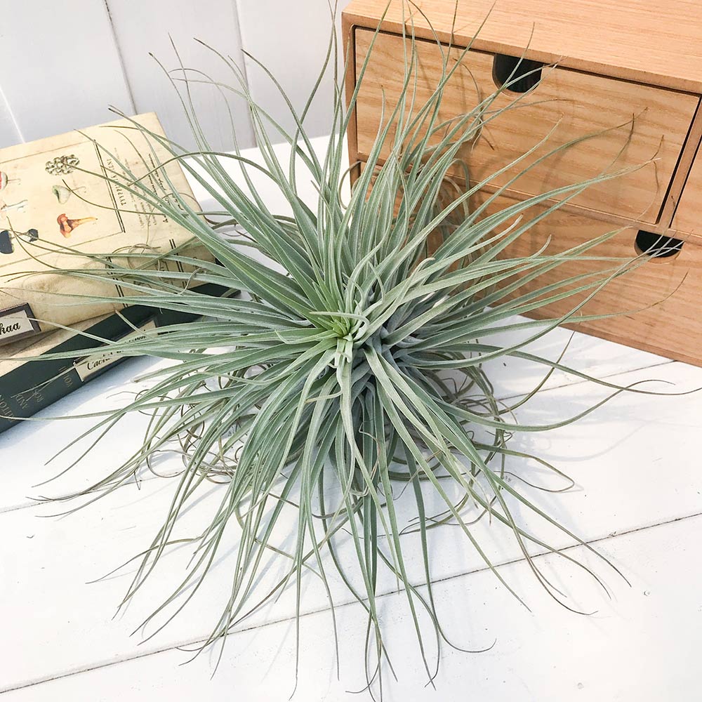 PLANCHU エアプランツ ティランジア ベリッキアーナ XLサイズ 1株 W25×H30cm前後 育て方説明書付き Tillandsia velickiana エアープランツ チランジア