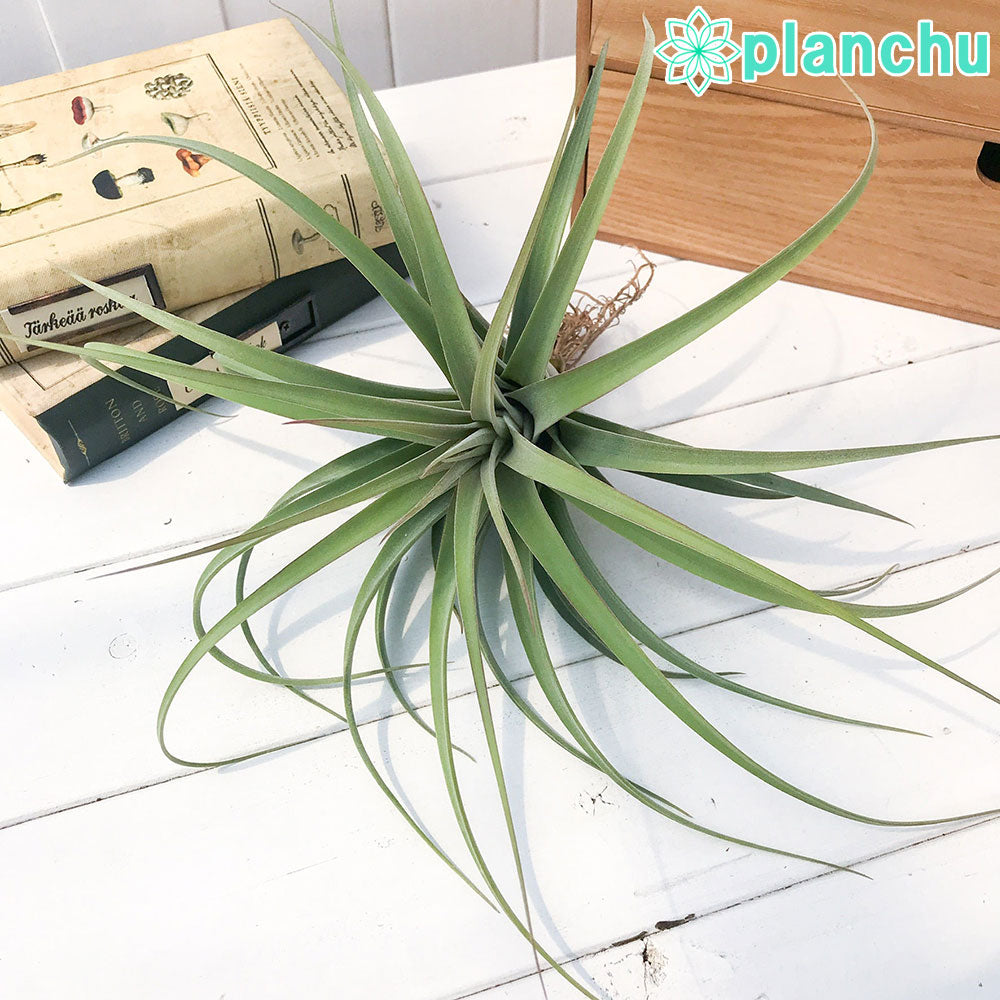 PLANCHU エアプランツ ティランジア コンコロール × ストレプトフィラ 1株 W20×H15cm前後 育て方説明書付き Tillandsia concolor × streptophylla エアープランツ チランジア