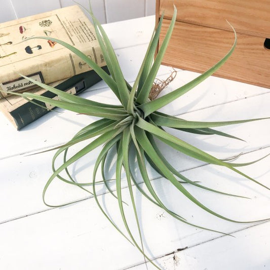 PLANCHU エアプランツ ティランジア コンコロール × ストレプトフィラ 1株 W20×H15cm前後 育て方説明書付き Tillandsia concolor × streptophylla エアープランツ チランジア