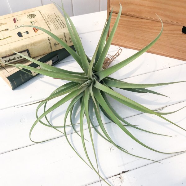 PLANCHU エアプランツ ティランジア コンコロール × ストレプトフィラ 1株 W20×H15cm前後 育て方説明書付き Tillandsia concolor × streptophylla エアープランツ チランジア