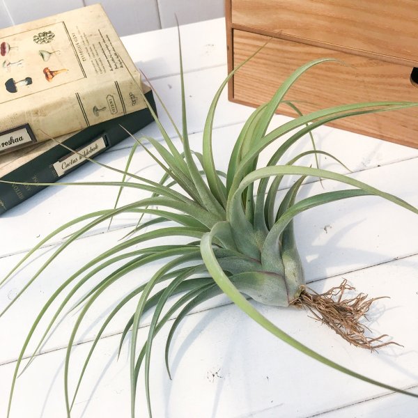 PLANCHU エアプランツ ティランジア コンコロール × ストレプトフィラ 1株 W20×H15cm前後 育て方説明書付き Tillandsia concolor × streptophylla エアープランツ チランジア