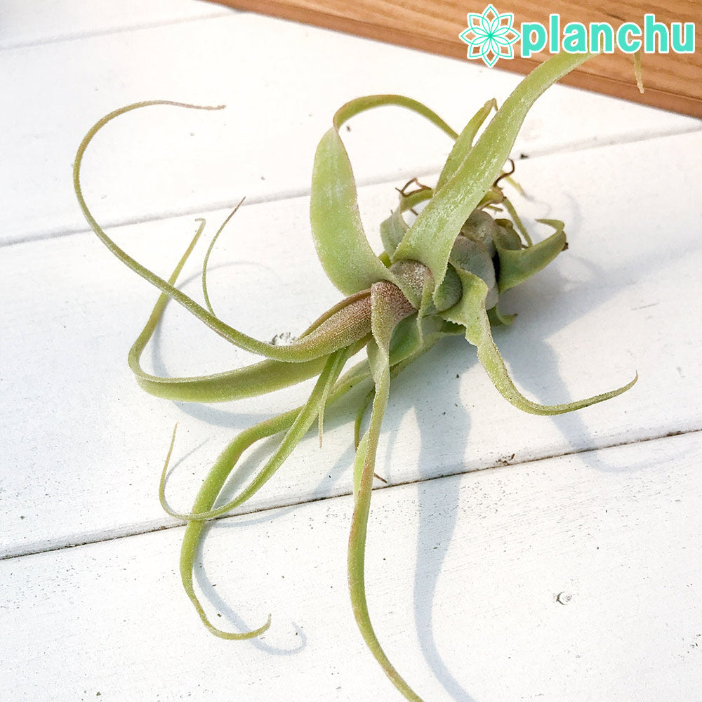 PLANCHU エアプランツ ティランジア ディグエティ 1株 W13×H11cm前後 育て方説明書付き Tillandsia diguetii エアープランツ チランジア