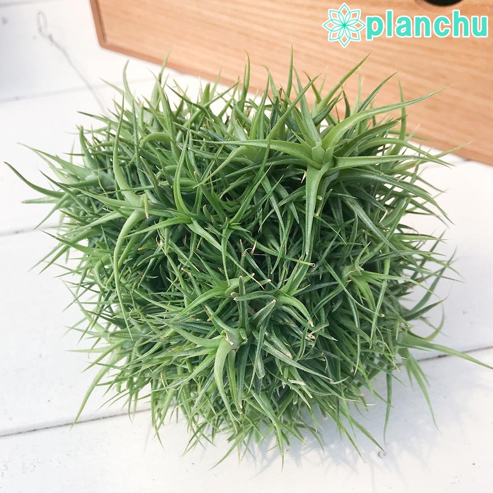 PLANCHU エアプランツ ティランジア アエラントス ミニアータ 特大クランプボール 1株 W15×H12cm前後 育て方説明書付き Tillandsia aeranthos ‘Miniata’ エアープランツ チランジア