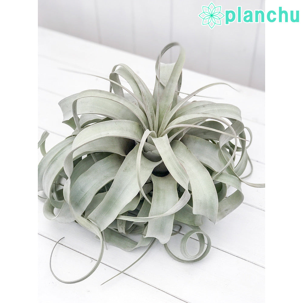 PLANCHU エアプランツ ティランジア キセログラフィカ XLサイズ 1株 W30×H25cm前後 育て方説明書付き Tillandsia xerographica エアープランツ チランジア