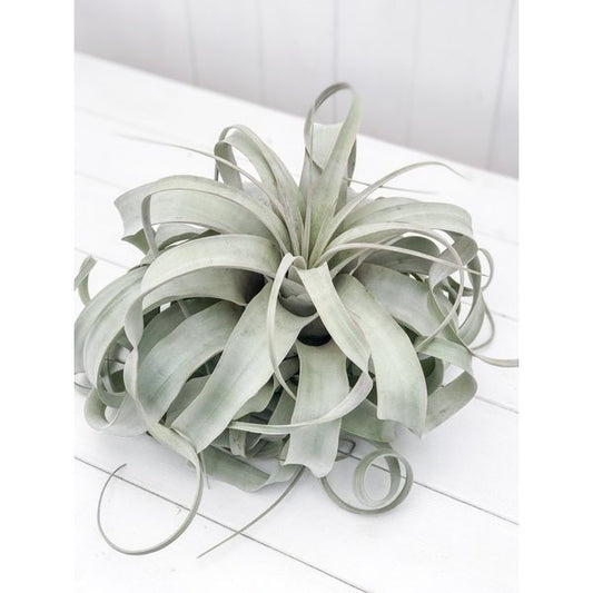 PLANCHU エアプランツ ティランジア キセログラフィカ XLサイズ 1株 W30×H25cm前後 育て方説明書付き Tillandsia xerographica エアープランツ チランジア
