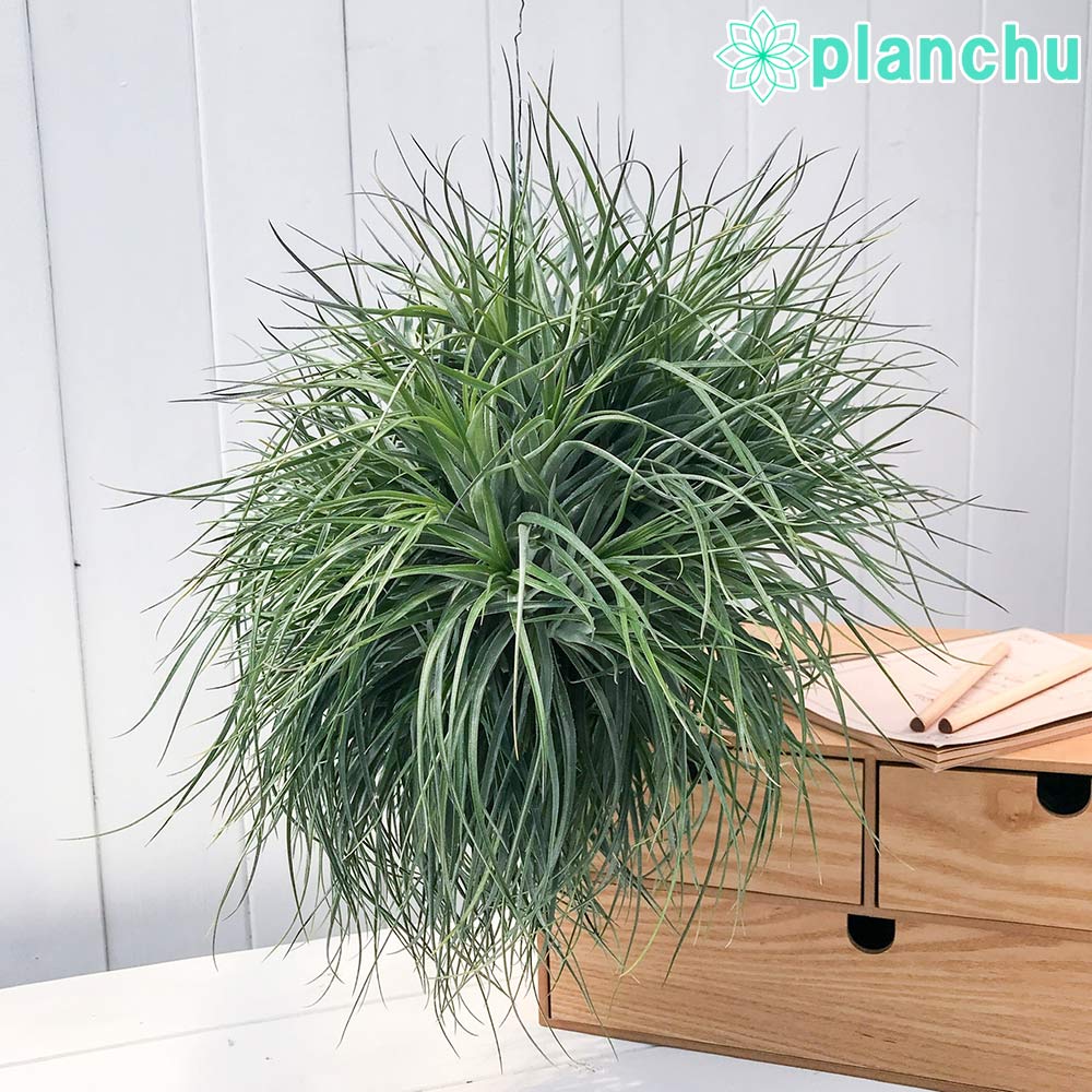 PLANCHU エアプランツ ティランジア ストリクタ ギガンティクス クランプ 特大 1株 W37×H37cm前後 育て方説明書付き Tillandsia stricta ‘Giganticus’ エアープランツ チランジア