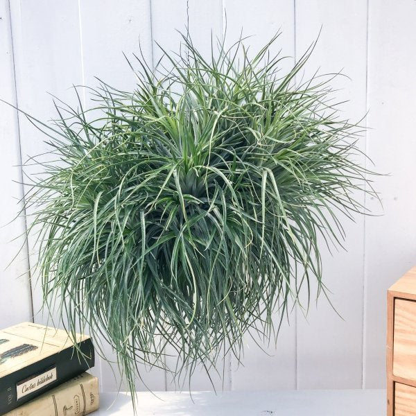 PLANCHU エアプランツ ティランジア ストリクタ ギガンティクス クランプ 特大 1株 育て方説明書付き Tillandsia stricta ‘Giganticus’ エアープランツ チランジア