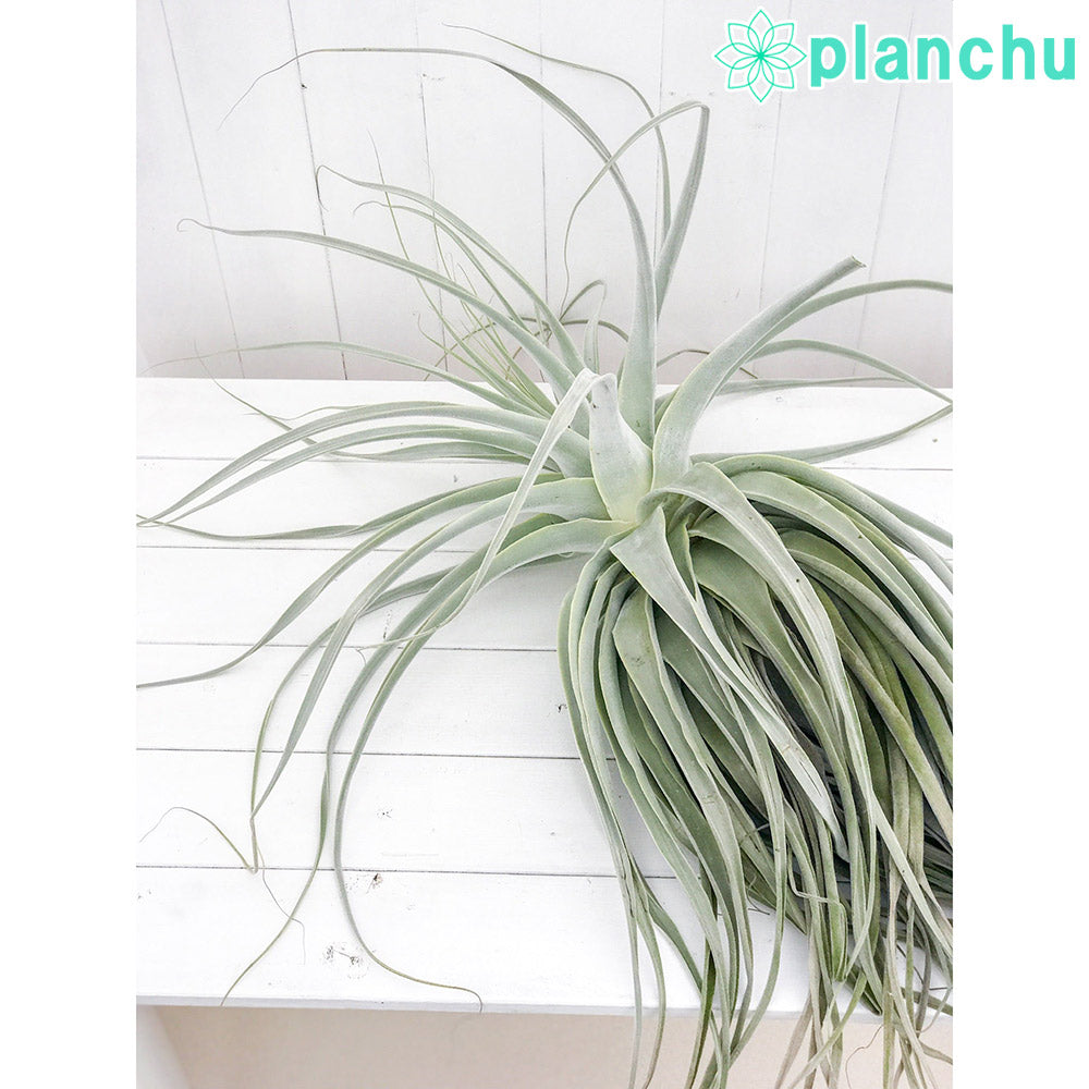 PLANCHU エアプランツ ティランジア ストラミネア XXXLサイズ 1株 W60×H90cm前後 育て方説明書付き Tillandsia straminea エアープランツ チランジア