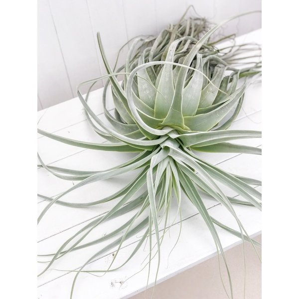 PLANCHU エアプランツ ティランジア ストラミネア XXXLサイズ 1株 育て方説明書付き Tillandsia straminea エアープランツ チランジア