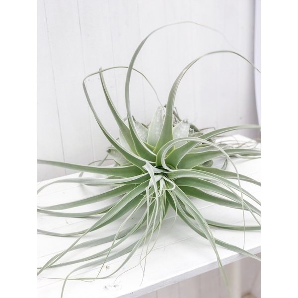 PLANCHU エアプランツ ティランジア ストラミネア XXXLサイズ 1株 育て方説明書付き Tillandsia straminea エアープランツ チランジア