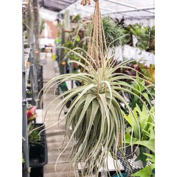 PLANCHU エアプランツ ティランジア ストラミネア XXXLサイズ 1株 育て方説明書付き Tillandsia straminea エアープランツ チランジア