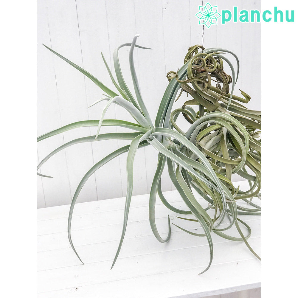 PLANCHU エアプランツ ティランジア ドーラティ XXXLサイズ 1株 W80×H70cm前後 育て方説明書付き Tillandsia duratii ドゥラティ エアープランツ チランジア