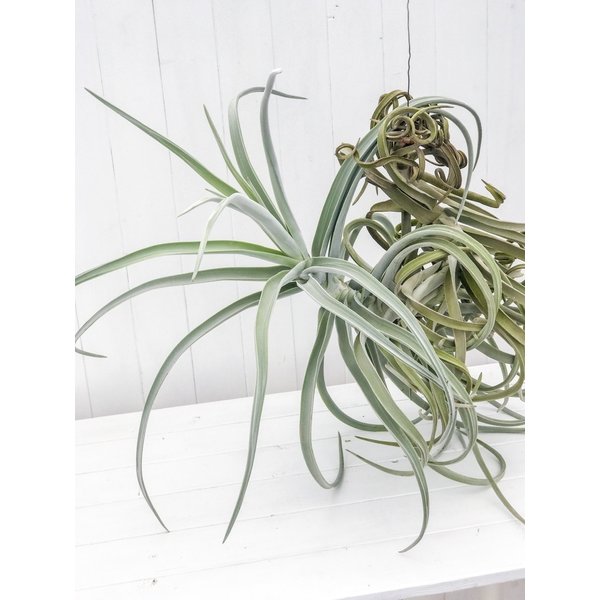 PLANCHU エアプランツ ティランジア ドゥラティー XXXLサイズ 1株 育て方説明書付き Tillandsia duratii エアープランツ チランジア