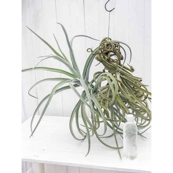 PLANCHU エアプランツ ティランジア ドゥラティー XXXLサイズ 1株 育て方説明書付き Tillandsia duratii エアープランツ チランジア