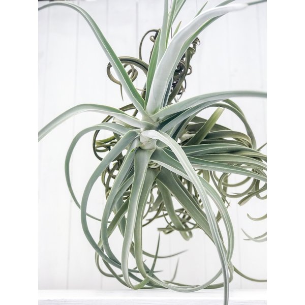 PLANCHU エアプランツ ティランジア ドゥラティー XXXLサイズ 1株 育て方説明書付き Tillandsia duratii エアープランツ チランジア