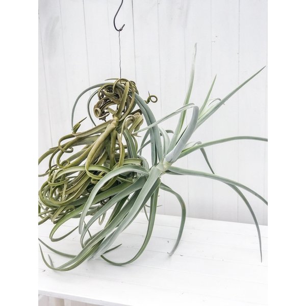 PLANCHU エアプランツ ティランジア ドゥラティー XXXLサイズ 1株 育て方説明書付き Tillandsia duratii エアープランツ チランジア