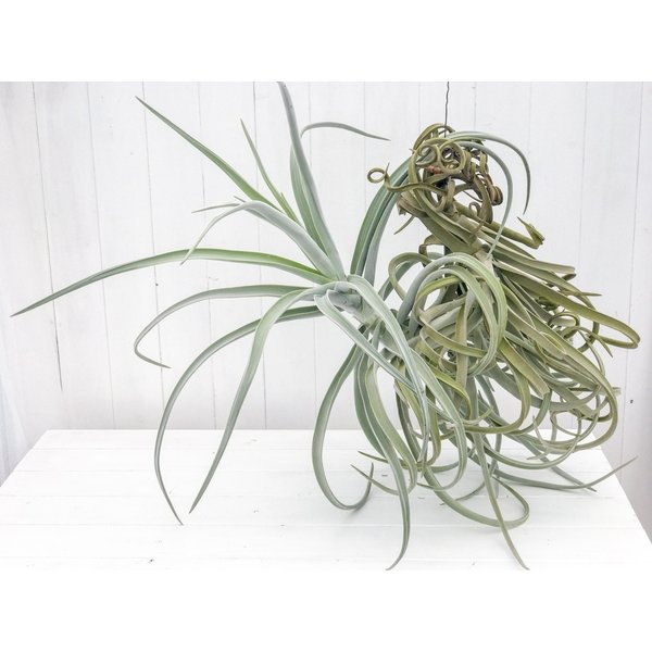 PLANCHU エアプランツ ティランジア ドゥラティー XXXLサイズ 1株 育て方説明書付き Tillandsia duratii エアープランツ チランジア