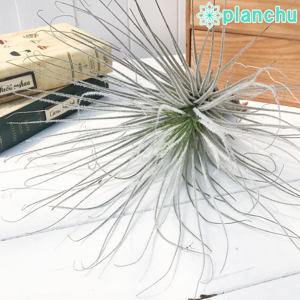 PLANCHU エアプランツ ティランジア テクトルム ペルー 1株 W30×H30cm前後 育て方説明書付き Tillandsia tectorum Peru テクトラム エアープランツ チランジア