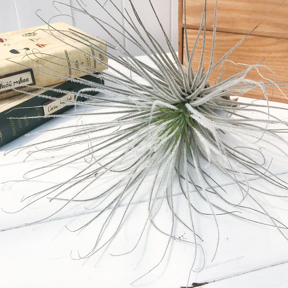 PLANCHU エアプランツ ティランジア テクトルム ペルー 1株 W30×H30cm前後 育て方説明書付き Tillandsia tectorum Peru テクトラム エアープランツ チランジア