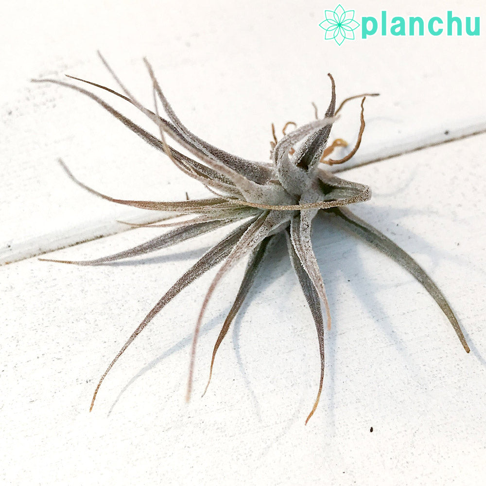 PLANCHU エアプランツ ティランジア エーレルシアナ Sサイズ 1株 W5×H5cm前後 育て方説明書付き Tillandsia ehlersiana エアープランツ チランジア
