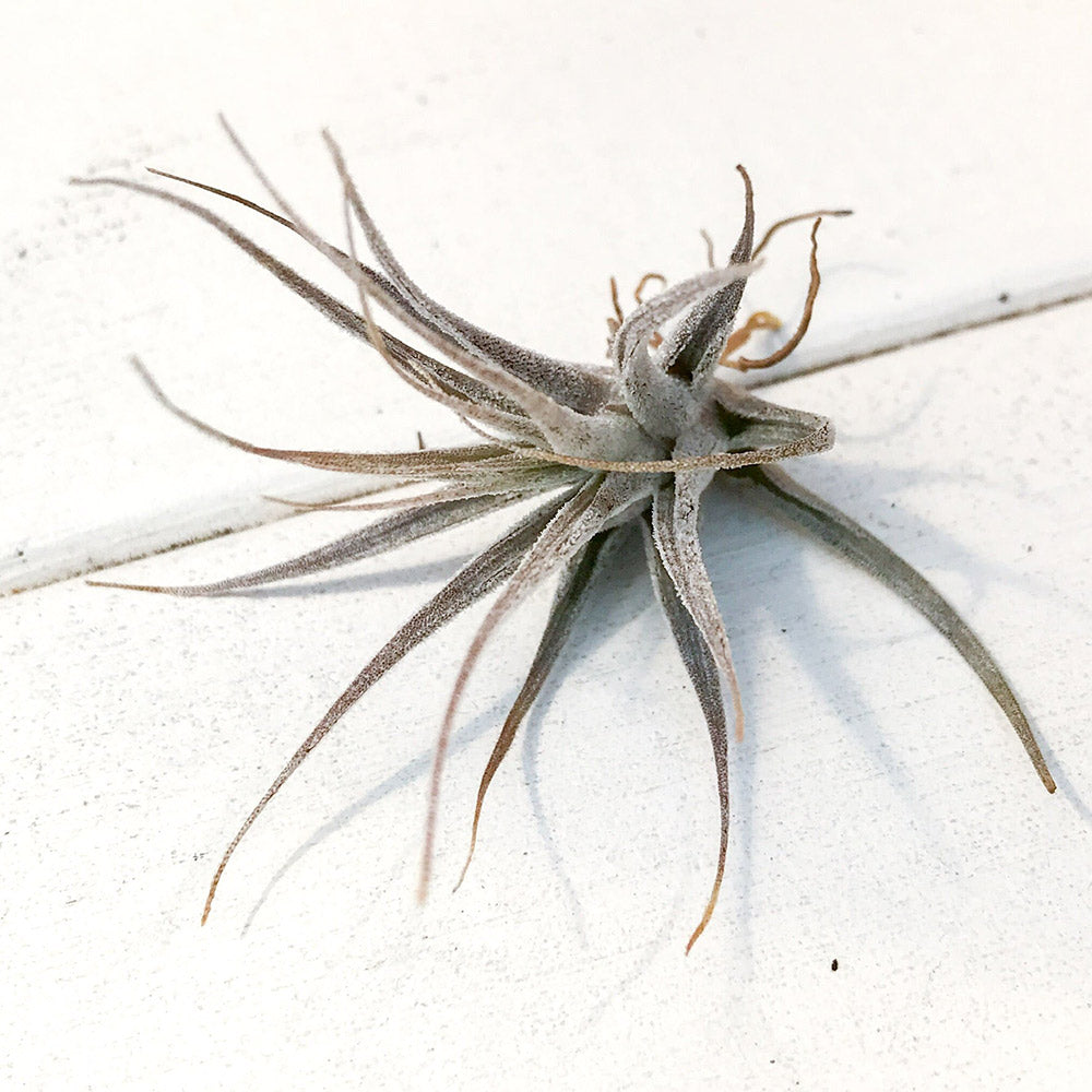 PLANCHU エアプランツ ティランジア エーレルシアナ Sサイズ 1株 W5×H5cm前後 育て方説明書付き Tillandsia ehlersiana エアープランツ チランジア