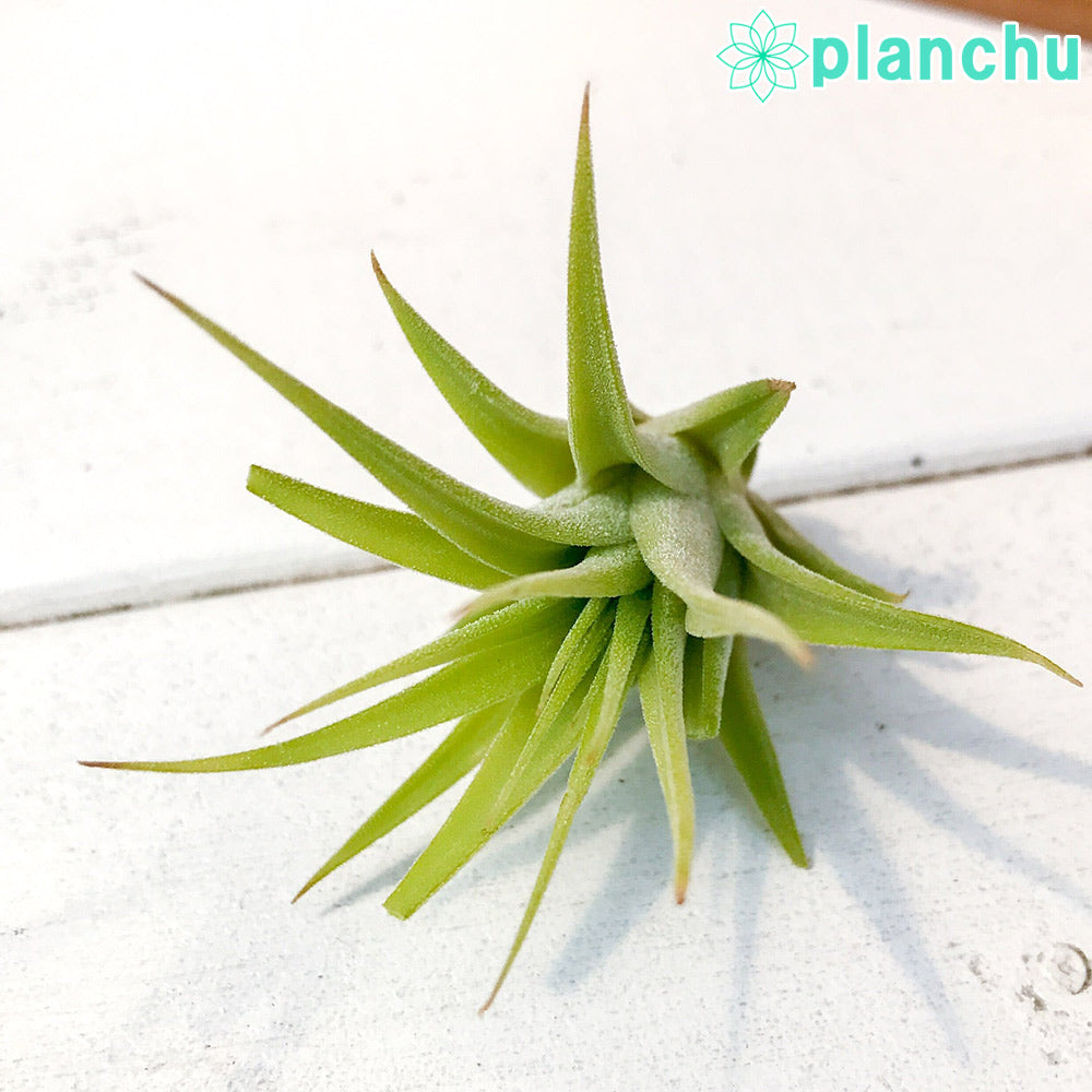 PLANCHU エアプランツ ティランジア イオナンタ マキシマ アルビノ Sサイズ 1株 W3×H3cm前後 育て方説明書付き Tillandsia ionantha var. maxima ‘Albino’ エアープランツ チランジア