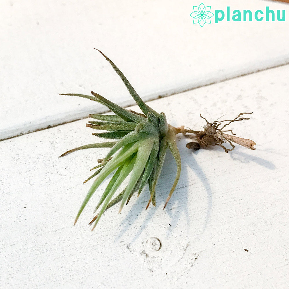 PLANCHU エアプランツ ティランジア ロリアセア 1株 W2×H2cm前後 育て方説明書付き Tillandsia loliacea エアープランツ チランジア