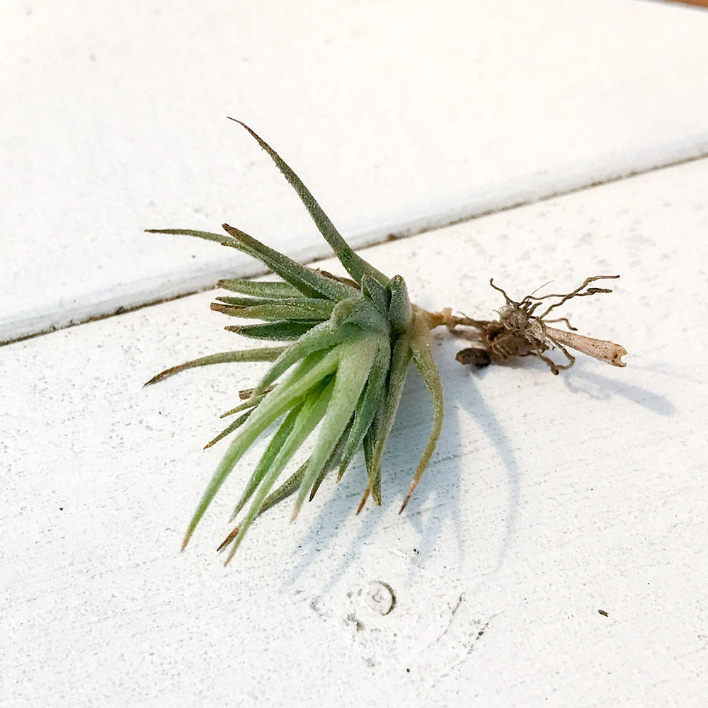 PLANCHU エアプランツ ティランジア ロリアセア 1株 W2×H2cm前後 育て方説明書付き Tillandsia loliacea エアープランツ チランジア