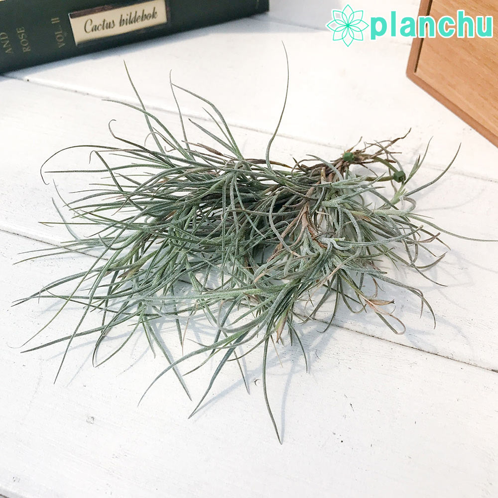 PLANCHU エアプランツ ティランジア キンバリー 1株 W15×H15cm前後 育て方説明書付き Tillandsia ‘Kimberly’ エアープランツ チランジア