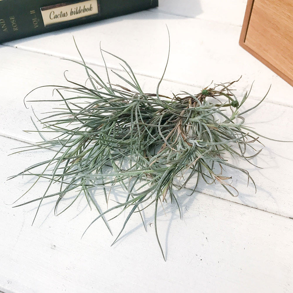 PLANCHU エアプランツ ティランジア キンバリー 1株 W15×H15cm前後 育て方説明書付き Tillandsia ‘Kimberly’ エアープランツ チランジア